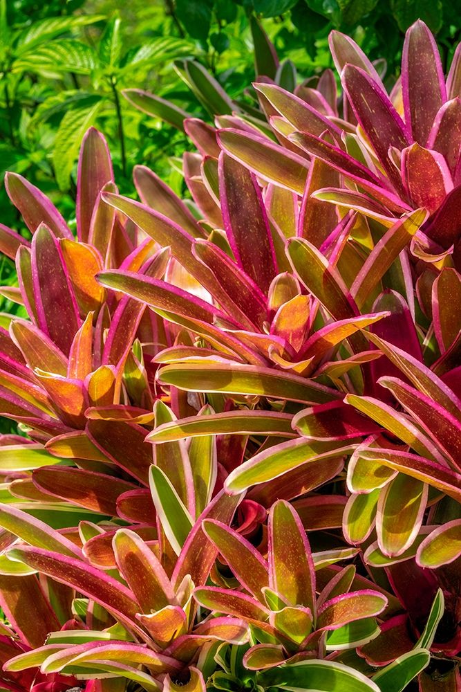 Bromeliad
